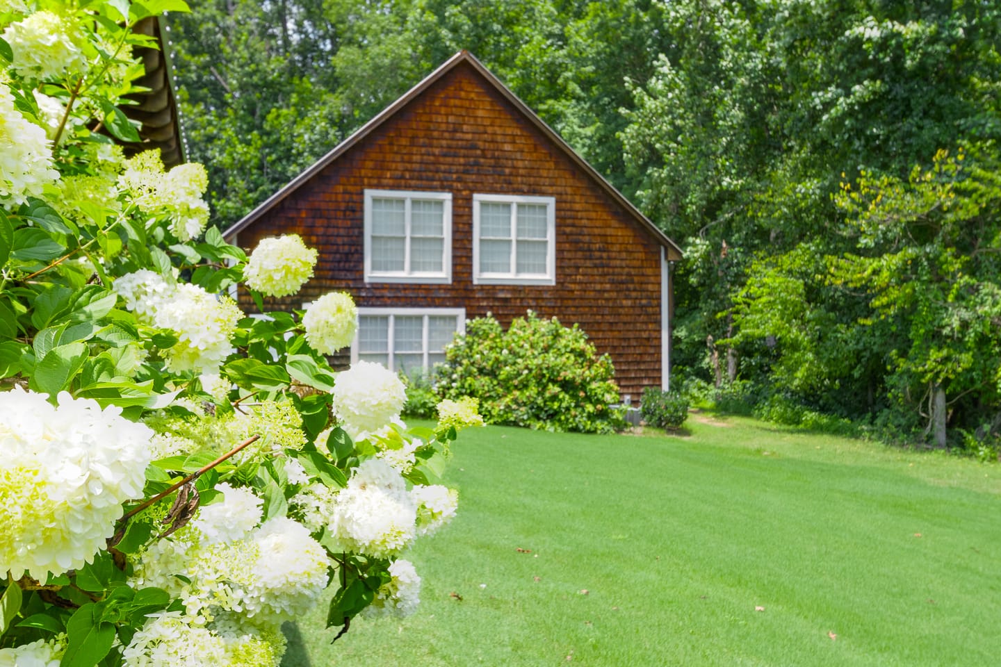 Cedar shingle gable end of the carriage house framed by white hydrangeas